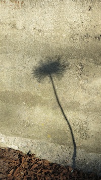 shadow_200
