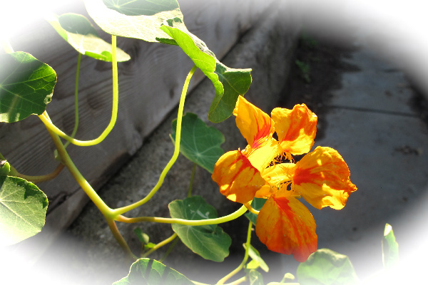 morning light_opt